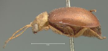 Media type: image; Entomology 18385   Aspect: habitus lateral view